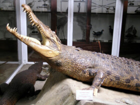 Sistema Museale Di Ateneo – La Specola