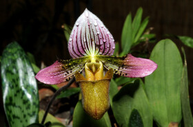 Sistema Museale di Ateneo – Orto Botanico