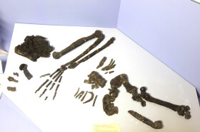 Sistema Museale di Ateneo – Museo di Geologia e Paleontologia