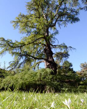 Sistema Museale di Ateneo – Orto Botanico