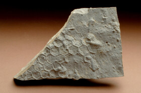 Sistema Museale di Ateneo – Museo di Geologia e Paleontologia