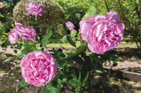 Sistema Museale di Ateneo – Orto Botanico