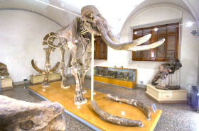 Sistema Museale di Ateneo – Museo di Geologia e Paleontologia