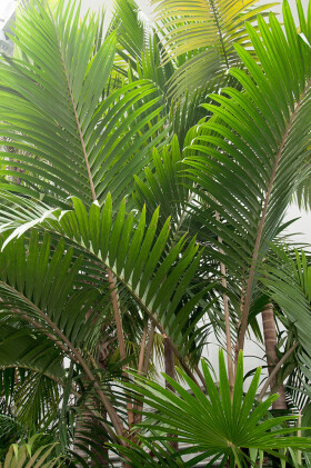 Sistema Museale di Ateneo – Orto Botanico