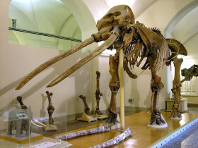 Sistema Museale di Ateneo – Museo di Geologia e Paleontologia