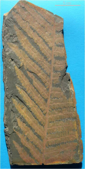 Sistema Museale di Ateneo – Museo di Geologia e Paleontologia