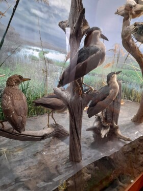 Museo di Storia Naturale del Mediterraneo