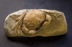 Sistema Museale di Ateneo – Museo di Geologia e Paleontologia