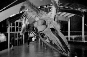 Museo di Storia Naturale del Mediterraneo