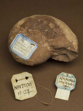 Sistema Museale di Ateneo – Museo di Geologia e Paleontologia