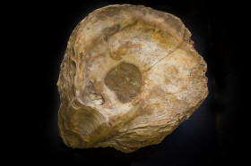 Sistema Museale di Ateneo – Museo di Geologia e Paleontologia