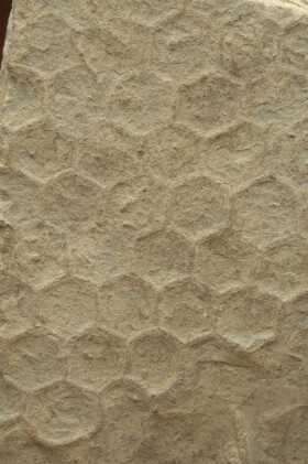 Sistema Museale di Ateneo – Museo di Geologia e Paleontologia