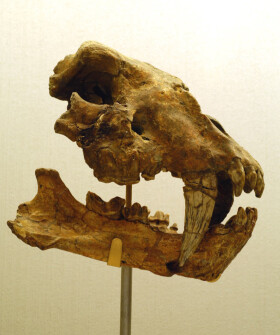 Sistema Museale di Ateneo – Museo di Geologia e Paleontologia