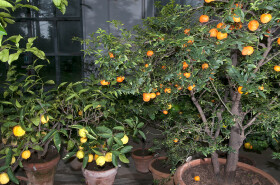 Sistema Museale di Ateneo – Orto Botanico