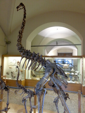 Sistema Museale di Ateneo – Museo di Geologia e Paleontologia