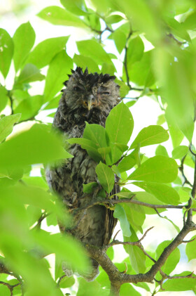 Sistema Museale di Ateneo – Orto Botanico