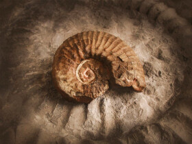 Sistema Museale di Ateneo – Museo di Geologia e Paleontologia