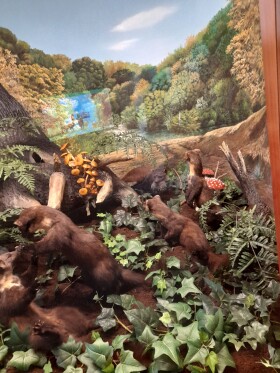 Museo di Storia Naturale del Mediterraneo