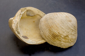 Sistema Museale di Ateneo – Museo di Geologia e Paleontologia