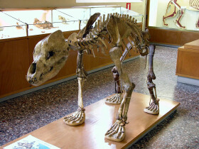 Sistema Museale di Ateneo – Museo di Geologia e Paleontologia