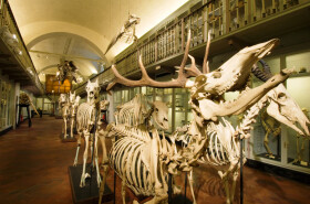 Sistema Museale Di Ateneo – La Specola