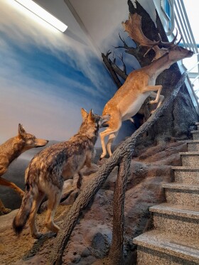 Museo di Storia Naturale del Mediterraneo