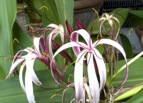 Sistema Museale di Ateneo – Orto Botanico