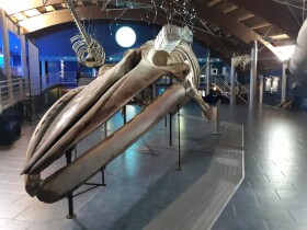 Museo di Storia Naturale del Mediterraneo