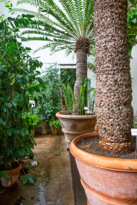 Sistema Museale Di Ateneo – Orto Botanico