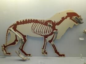 Sistema Museale di Ateneo – Museo di Geologia e Paleontologia