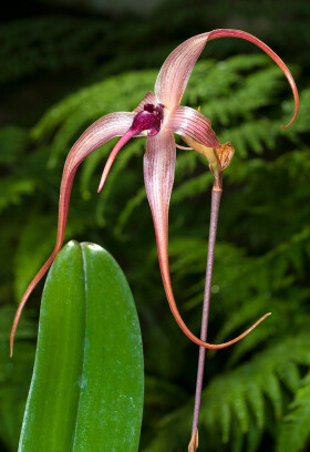 Sistema Museale di Ateneo – Orto Botanico
