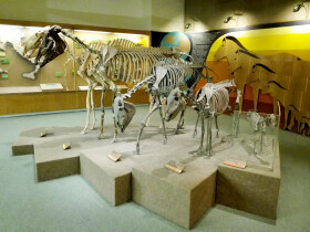 Sistema Museale di Ateneo – Museo di Geologia e Paleontologia