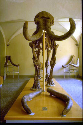 Sistema Museale di Ateneo – Museo di Geologia e Paleontologia