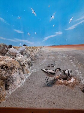 Museo di Storia Naturale del Mediterraneo