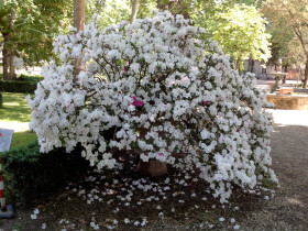 Sistema Museale di Ateneo – Orto Botanico