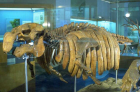 Sistema Museale di Ateneo – Museo di Geologia e Paleontologia