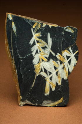 Sistema Museale di Ateneo – Museo di Geologia e Paleontologia