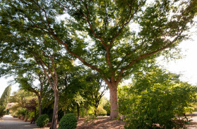 Sistema Museale di Ateneo – Orto Botanico