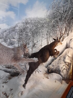 Museo di Storia Naturale del Mediterraneo