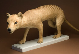 Sistema Museale Di Ateneo – La Specola