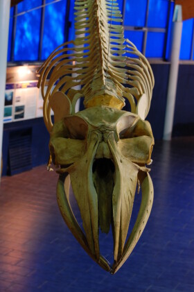 Museo di Storia Naturale del Mediterraneo