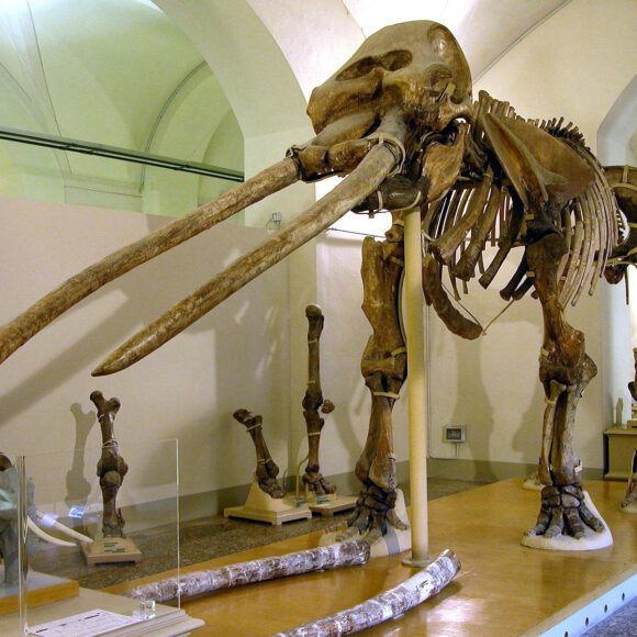 La Rete Toscana dei Musei Scientifici…a distanza